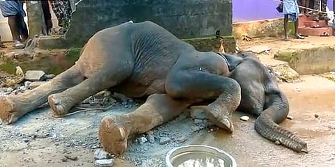 பள்ளத்தில் விழுந்த யானையை மீட்க தீவிர முயற்சி