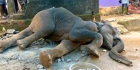 கூடலூர் அருகே பள்ளத்தில் விழுந்த யானை இறந்தது