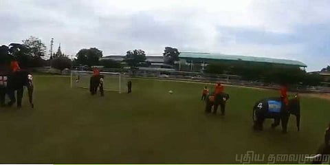 யானைகள் விளையாடிய கால்பந்தாட்ட போட்டி