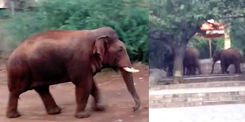 மருதமலை கோயிலில் வலசை வரும் யானைகள்