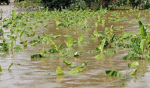 பொங்கி வரும் காவிரி - வெள்ளம் சூழ்ந்த விளைநிலங்கள்