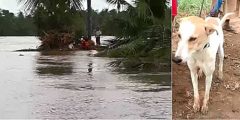 வெள்ளத்தில் தவித்த நாய்: உயிரையும் பொருட்படுத்தாமல் காப்பாற்றிய தீயணைப்பு வீரர்கள் !