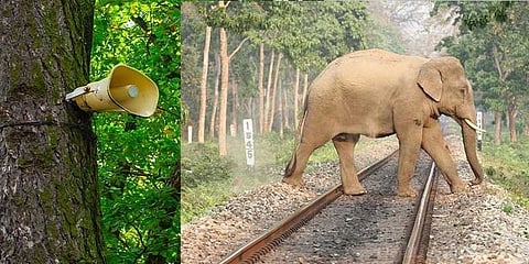 தண்டவாள சோகம் : தேனீக்களின் ஓசையில் பிழைக்கும் யானைகள்