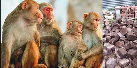 செங்கலால் தாக்கிய குரங்குகள்: விறகுக்கு சென்ற முதியவர் பலி!