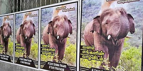 காட்டு யானைகளை பிடிக்க களமிறக்கப்பட்டுள்ள கும்கிகள்..!