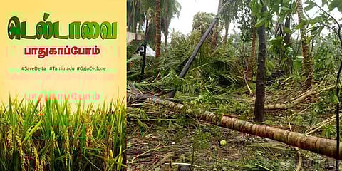 “பெத்த புள்ளையா வளர்த்த மரங்களெல்லாம்...?” கண்ணீர் விடும் டெல்டா மக்கள்