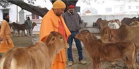 பசு தொழுவானது பள்ளி: மாணவர்கள் தவிப்பு