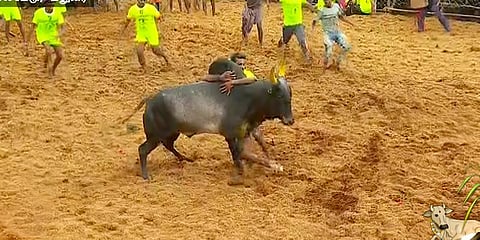 தொடங்கியது பாலமேடு ஜல்லிக்கட்டு - சீறிப்பாயும் காளைகள்