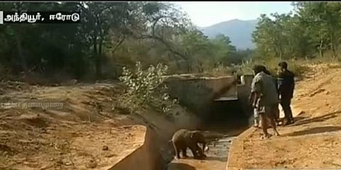 தண்ணீர் குடிக்க வந்தபோது பரிதாபம் : பள்ளத்தில் சிக்கிய குட்டி யானை