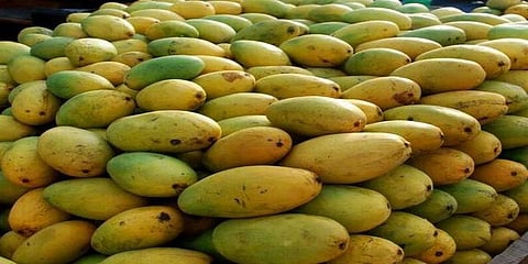 ''சீக்கிரம் பழுத்துவிடும்; உடலுக்கும் கேடில்லை'' - மாம்பழங்களை பழுக்க வைக்கும் எத்திலின் வாயு !