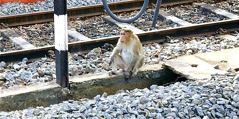 ரயில் நிலையத்தை ஆக்கிரமித்த குரங்குகள் - பயணிகள் அச்சம்