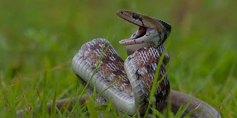 பாம்புகள் ஏன் பாதுகாக்கப்பட வேண்டும் ? இன்று உலக பாம்புகள் தினம்