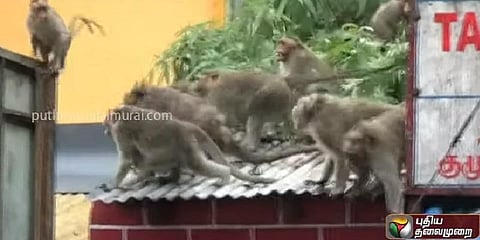 ஏரியா பிரச்னை: சண்டையிட்டுக் கொண்ட குரங்கு கூட்டம் -  வீடியோ