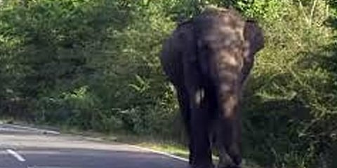 சாலையில் திரியும் யானை : இடையூறு செய்ய வேண்டாம் என வனத்துறை வேண்டுகோள்