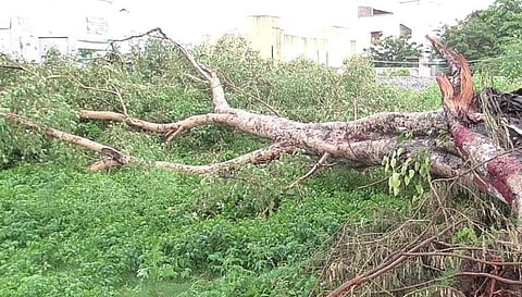 ரயில் தண்டவாளத்தில் சரிந்து விழுந்த மரம்... ஒன்றுசேர்ந்து அப்புறப்படுத்திய இளைஞர்கள்..!