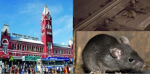 ஒரு எலியை பிடிக்க ரூ22 ஆயிரம் செலவா? - தென்னக ரயில்வேயின் கணக்கு