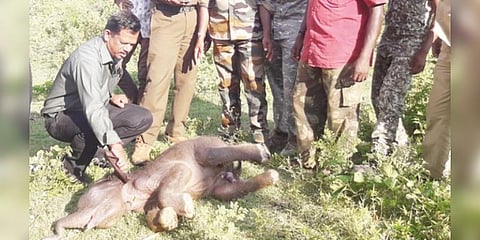 ஆற்று வெள்ளத்தில் சிக்கி பரிதாபம் - குட்டி யானை உயிரிழப்பு