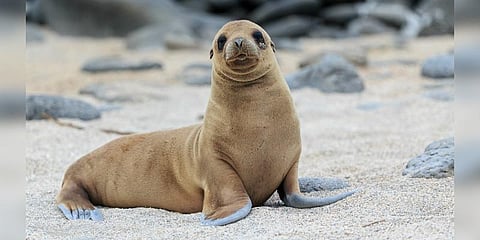 உணவுத் தேடி நிலத்திற்கு வந்த கடல் சிங்கங்கள்