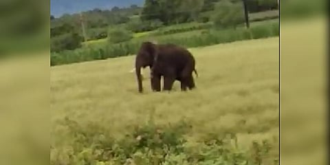 கிருஷ்ணகிரி காட்டு யானையை ஊசிப் போட்டு பிடித்த கர்நாடகா !