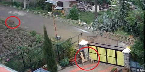 பட்டப்பகலில் குடியிருப்பிற்கு வந்த ‘சிறுத்தை’ - ‘கேட்’டால் பிழைத்த நாய்கள்