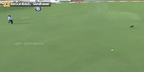 போட்டியின் நடுவே சென்னை சேப்பாக்கம் மைதானத்திற்குள் புகுந்த நாய்...!