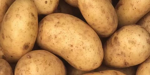 கிடுகிடுவென உயரும் உருளைக்கிழங்கின் விலை!