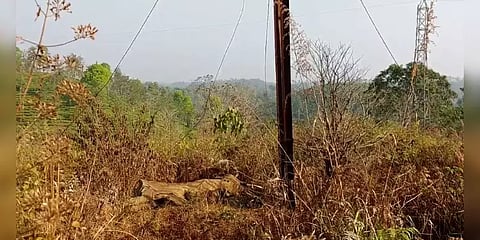 உயரழுத்த மின்கம்பியில் மின்கசிவு : யானை, கீரி, 5 பன்றிகள் பலி