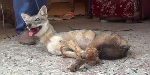 விவசாயி வீட்டு வாசலில் படுத்துறங்கிய குள்ளநரி - அலட்சியம் காட்டிய வன அதிகாரிகள்