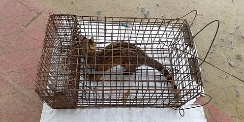 சீர்காழி : 2 நாட்களாக ஆட்டம் காட்டிய புனுகு பூனை! பத்திரமாக மீட்ட வனத்துறை!!