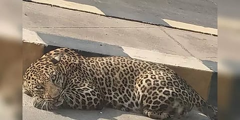 வாகன நடமாட்டம் இல்லாததால் சாலையில் படுத்துறங்கிய சிறுத்தை - வீடியோ