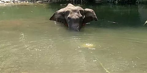 கேரள யானை உயிரிழப்பு விவகாரம்: என்னதான் நடந்தது?