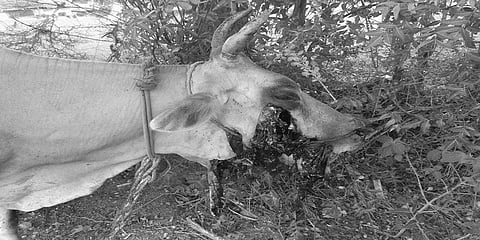 வேட்டைக் கும்பல் வைத்த நாட்டு வெடி குண்டு - வாய் சிதறிய பசு உயிருக்கு போராட்டம்