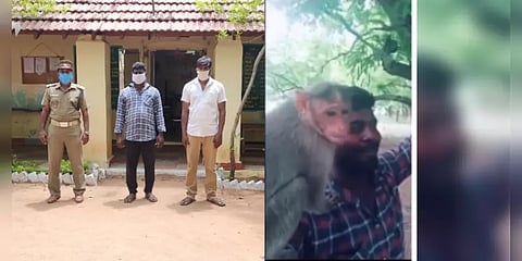 குரங்கை பிடித்து டிக்டாக் செய்த இளைஞர்கள் : தேடிவந்து பிடித்த வனத்துறை