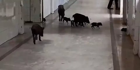 கொரோனா மருத்துவமனையில் சுற்றித் திரிந்த பன்றிகள் : கர்நாடகா அதிர்ச்சி சம்பவம்