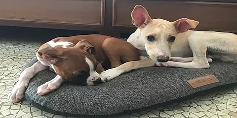 விவாகரத்துக்குப் பிறகும் வளர்ப்பு நாய்கள் மாறி மாறி பராமரிப்பு:நெகிழ்ச்சியூட்டிய தம்பதிகள்