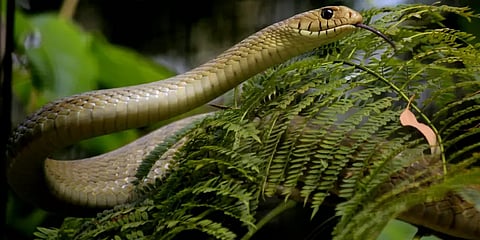 கேரளாவில் பாம்பை சமைத்து உண்ட நபர் கைது!