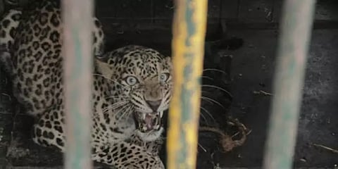 ஆடுகளை கொன்றதால் கவலையிலிருந்த விவசாயிகள் : கூண்டு வைத்து பிடிக்கப்பட்ட 7வது சிறுத்தை