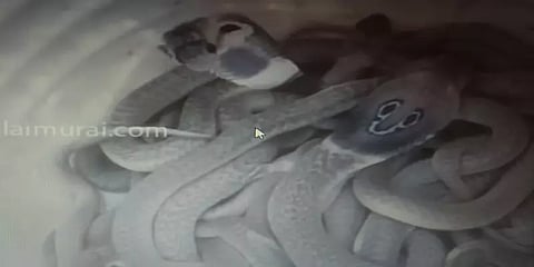 வீட்டின் பின்புறத்தில் படையெடுத்த நல்ல பாம்புகள் - திடுக்கிட்ட உரிமையாளர்