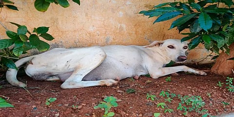 பிரசவிக்க முடியாமல் போராடிய தெருநாய்... அறுவை சிகிச்சை செய்து குட்டிகளை மீட்ட மருத்துவர்..