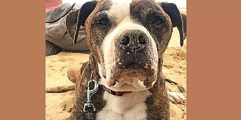 செல்ல நாய் முகத்தைப் போல விளைந்த உருளைக்கிழங்கு - மகிழ்ச்சியில் விவசாயி!