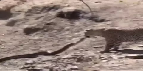 சீறிய மலைப்பாம்பின் கழுத்தை கச்சிதமாக கவ்விய சிறுத்தை!- திகிலூட்டும் வீடியோ!