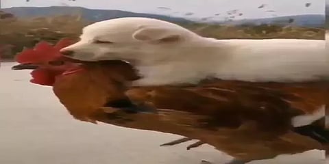 நாய்க்குட்டியை நட்புடன் உப்புமூட்டை சுமக்கும் கோழி: வைரல் வீடியோ