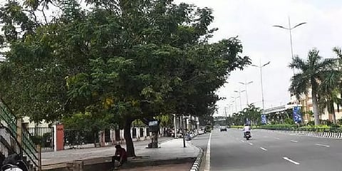 சென்னையில் புதிய பாலம்... இடமாற்றம் செய்யப்படவுள்ள 35 மரங்கள்!