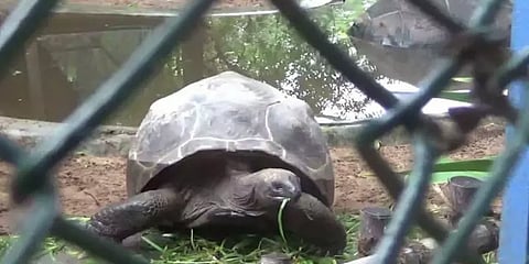 வட நெம்மிலி முதலைப்பண்ணையில் காட்சிக்கு வைக்கப்பட்ட அரியவகை ஆமை திருட்டு!