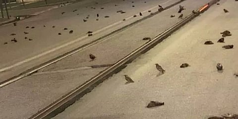 ரோமில் சோகம்.. கொத்து கொத்தாக செத்து மடிந்த பறவைகள்: பட்டாசு சத்தம் காரணமா?