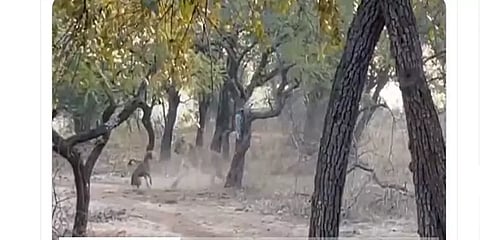 'இதுதான் கெத்து! - சிங்கத்தை தெறிக்கவிட்ட நாய்! - வைரல் வீடியோ