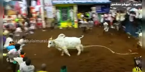 களத்தில் நின்று ஆடிய வெள்ளை காளை (வீடியோ)