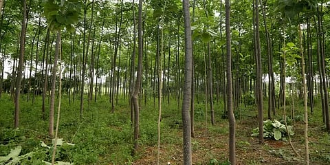 அதிக மரங்கள் நடுவது புவி வெப்பமயமாதலுக்கு வழிவகுக்கும்: ஓர் ஆய்வு