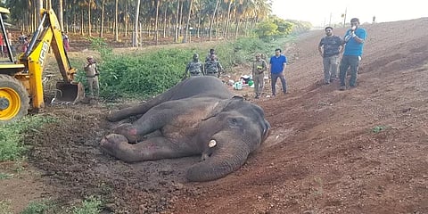 கோவை: ரயில் மீது மோதி காயமடைந்த யானை - சிகிச்சை அளிக்கும் வனத்துறையினர்