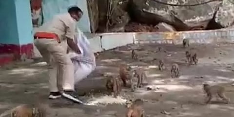 ஊரடங்கால் உணவின்றி தவித்த 500 குரங்குகளுக்கு தினமும் உணவு - சத்தீஸ்கர் காவலரின் மனிதநேயம்